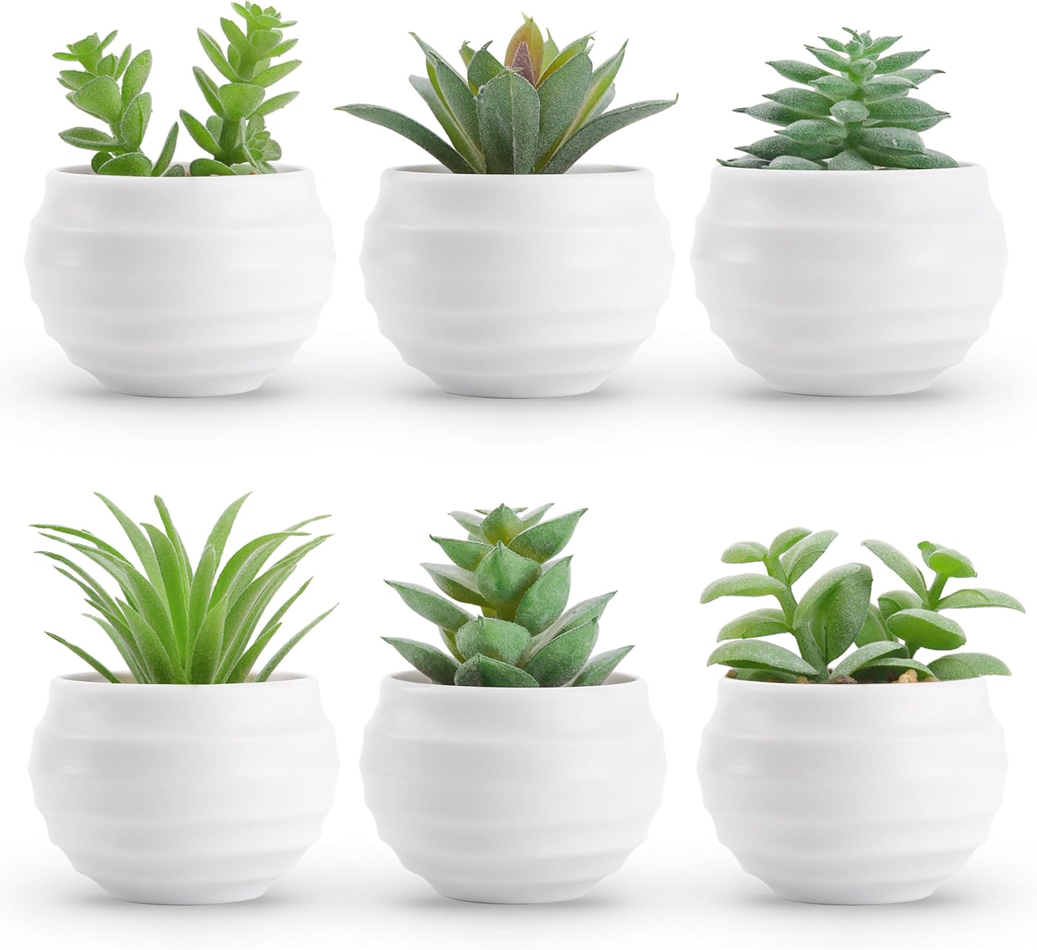 Der Rose Set of 6 Succulents Plants