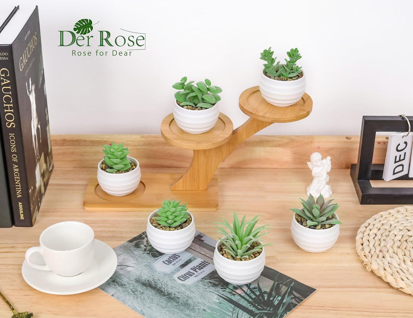 Der Rose Set of 6 Succulents Plants